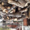 Mala uteha za Vranjance: Kubni metar ogrevnog drveta pao na 65 evra 16