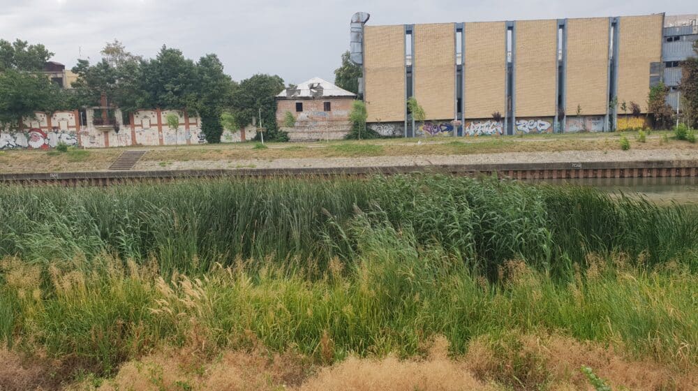 U Zrenjaninu počinje suzbijanje ambrozije 1