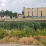 U Zrenjaninu počinje suzbijanje ambrozije 10