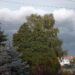 Grad, kiša i vetar u Zrenjaninu lomili granje, jutro ponovo kišno 11