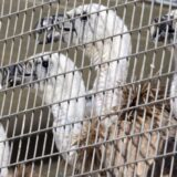 Beloglavi supovi iz Španije pušteni u prirodu na Kipru radi spasavanja vrste 7