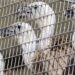 Beloglavi supovi iz Španije pušteni u prirodu na Kipru radi spasavanja vrste 19