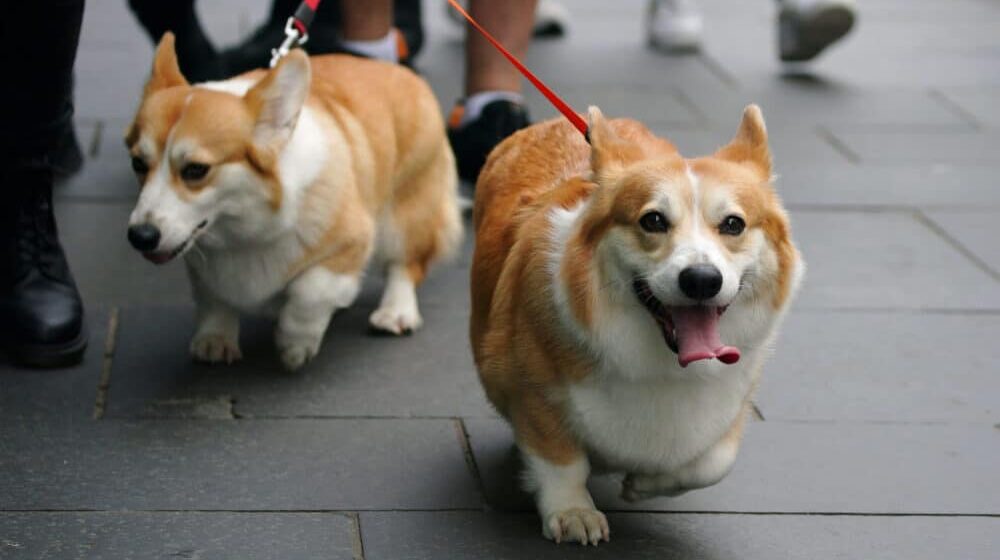 Princ Endru usvojio ljubimce Elizabete Druge, dva psa rase korgi 1