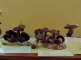 Najukusnije, najotrovnije, najveće i tako retke da nemaju ni ime: Izložba gljiva Šumadije (FOTO) 7