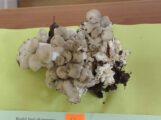 Najukusnije, najotrovnije, najveće i tako retke da nemaju ni ime: Izložba gljiva Šumadije (FOTO) 8