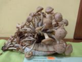 Najukusnije, najotrovnije, najveće i tako retke da nemaju ni ime: Izložba gljiva Šumadije (FOTO) 9