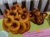 Najukusnije, najotrovnije, najveće i tako retke da nemaju ni ime: Izložba gljiva Šumadije (FOTO) 13