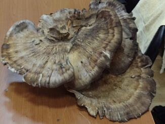 Najukusnije, najotrovnije, najveće i tako retke da nemaju ni ime: Izložba gljiva Šumadije (FOTO) 14