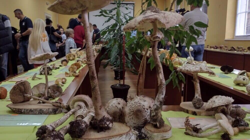 Najukusnije, najotrovnije, najveće i tako retke da nemaju ni ime: Izložba gljiva Šumadije (FOTO) 1