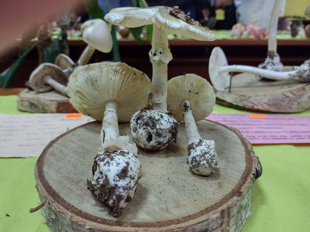 Najukusnije, najotrovnije, najveće i tako retke da nemaju ni ime: Izložba gljiva Šumadije (FOTO) 5
