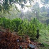 Niška policija uhapsila petoricu zbog uzgajanja kanabisa na Staroj planini 5