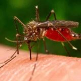 Zaprašivanje komaraca u Kragujevcu 18