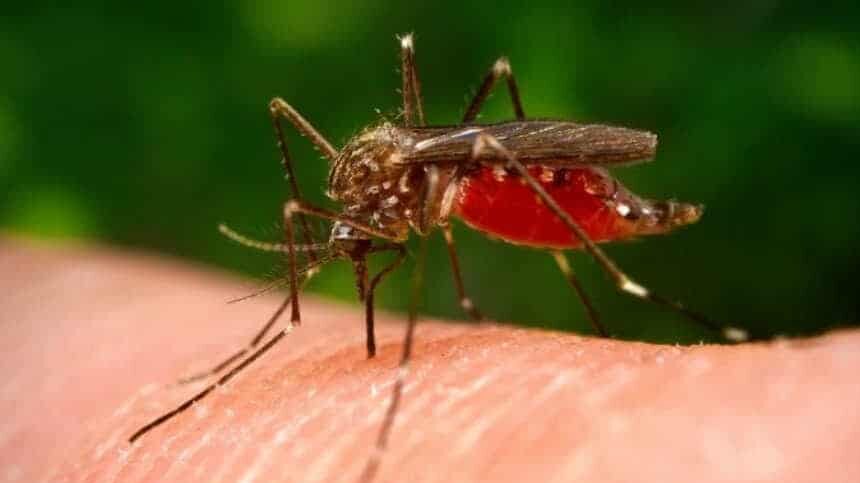 Zaprašivanje komaraca u Kragujevcu 1