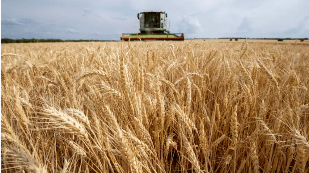 Pšenica u Srbiji i dalje skupa: Da li će je ukrajinski izvoz oboriti i vratiti "na normalu"? 1