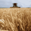 U jesenjoj setvi zasejano najviše pšenice: Samo jedne kulture je manje nego 2021. 18