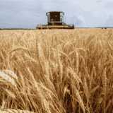 Pšenica u Srbiji i dalje skupa: Da li će je ukrajinski izvoz oboriti i vratiti "na normalu"? 10