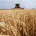 U jesenjoj setvi zasejano najviše pšenice: Samo jedne kulture je manje nego 2021. 2