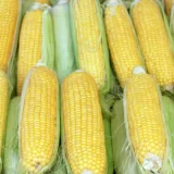 Poljoprivrednici Srbije: Počela berba kukuruza, prinosi katastrofalni 7