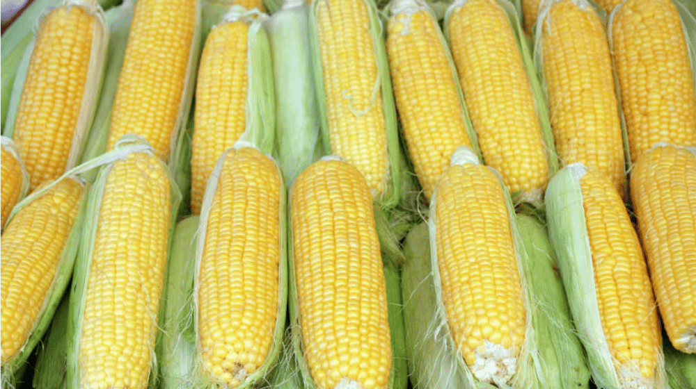 Produktna berza: Pšenica i kukuruz skuplji, soja pojeftinila 1