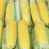 Produktna berza: Pšenica i kukuruz skuplji, soja pojeftinila 1