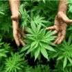 Hemičar povodom hapšenja zbog marihuane sa kioska: Krivi su oni koji su dozvolili da to uđe u prodaju 24