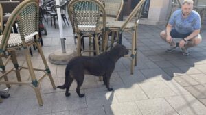 Građani zabrinuti zbog učestalih akcija šintera u Nišu: Da li hvataju pse lutalice zbog prihvatilišta u Dugoj Poljani? 2