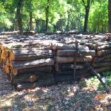 Nestašica drveta za ogrev širom Evrope 3