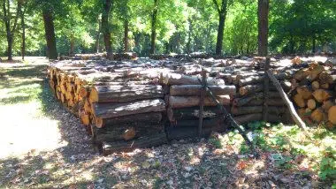 Nestašica drveta za ogrev širom Evrope 1