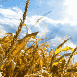 RZS: Proizvodnja pšenice za 9,6 odsto manja nego prošle godine 1