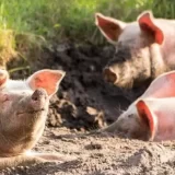 Afrička kuga svinja pregazila stočni fond Srbije: Poljoprivrednici u problemima zbog spore isplate naknade štete i eutanazije životinja 9