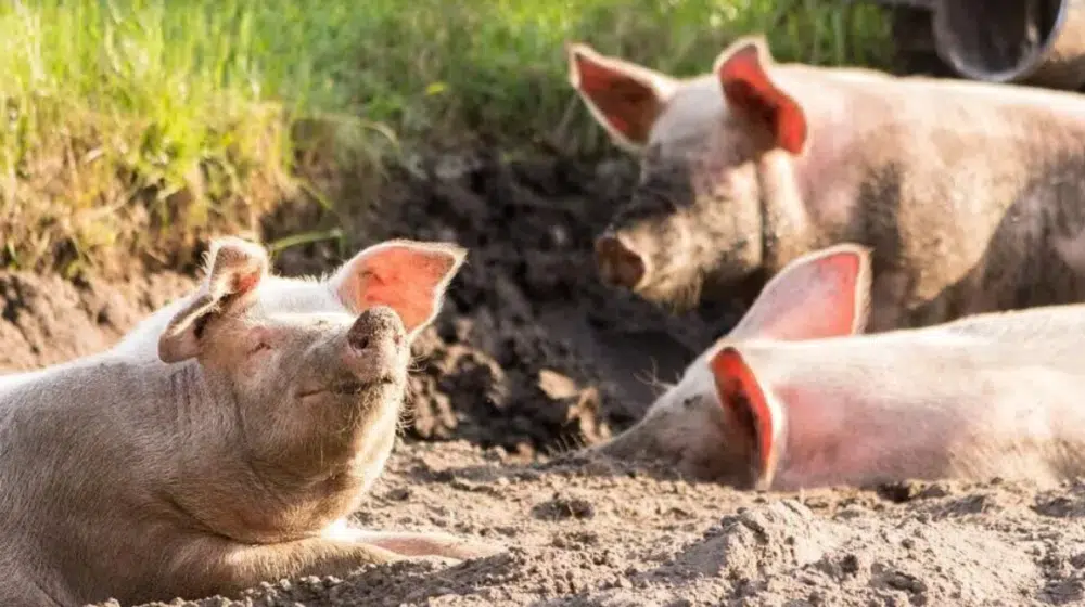 Afrička kuga svinja pregazila stočni fond Srbije: Poljoprivrednici u problemima zbog spore isplate naknade štete i eutanazije životinja 1