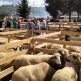 Valjevo: Aleksandar Stanarević proglašen za najuspešnijeg uzgajivača ovaca 2