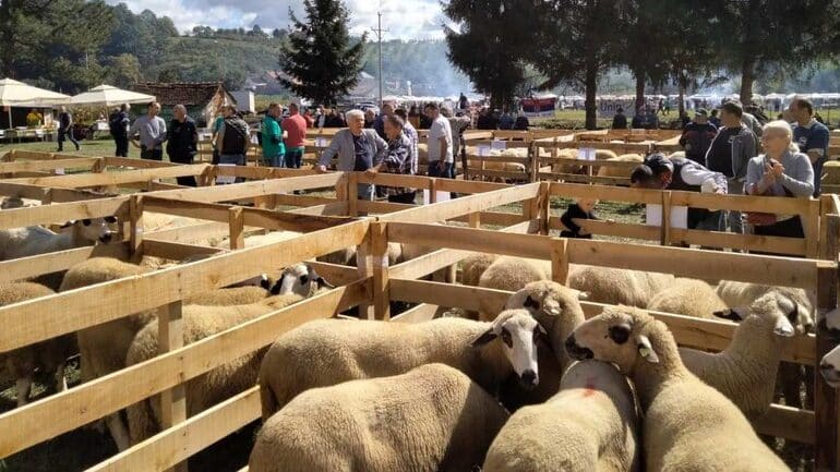 Valjevo: Aleksandar Stanarević proglašen za najuspešnijeg uzgajivača ovaca 1