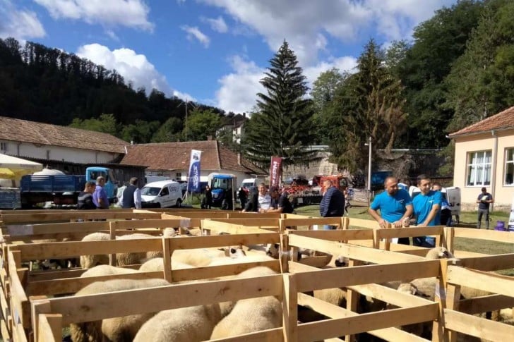 Valjevo: Aleksandar Stanarević proglašen za najuspešnijeg uzgajivača ovaca 3