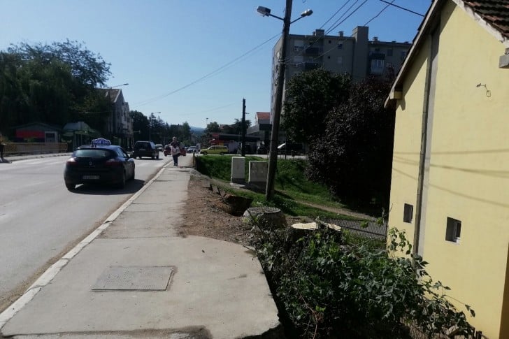 Naopako u Valjevu: Posečen stogodišnji dud da bi se postavio semafor 2 Naopako u Valjevu: Posečen stogodišnji dud da bi se postavio semafor 2