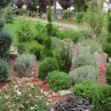 Kragujevčani kradu sadnice iz Velikog parka 15