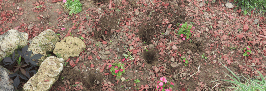 Kragujevčani kradu sadnice iz Velikog parka 2 Kragujevčani kradu sadnice iz Velikog parka 2