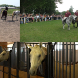 Ergela konja mitrovačkog Kazneno - popravnog zavoda svakodnevno otvorena za posetioce 9