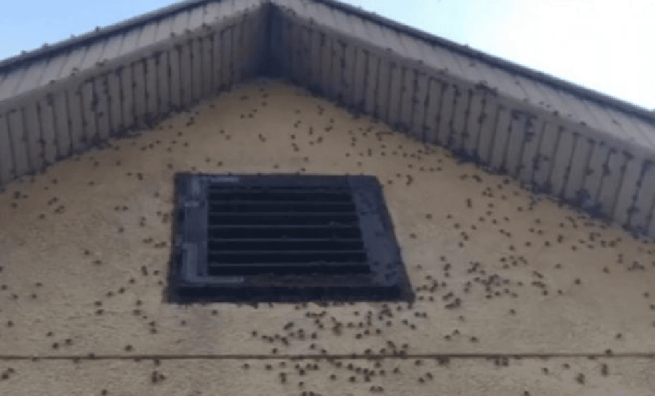 Invazija smrdibuba: Insekti okupirali kuću u Inđiji, ima ih na hiljade i ulaze u svaku pukotinu 1