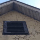 Invazija smrdibuba: Insekti okupirali kuću u Inđiji, ima ih na hiljade i ulaze u svaku pukotinu 15
