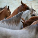 Održan 5. Konjički sabor u Svilajncu 3