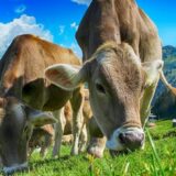 Bugarski: Ako nema krava i mleka, neće biti ni junetine 15