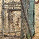 Povratak osam geparda u Indiju 70 godina posle proglašenja da su gepardi nestali u tom delu sveta 9