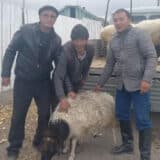 Svakome ko se mobiliše Rusi nude ovcu, krompir, brašno 24