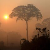 Broj požara u brazilskoj amazonskoj prašumi ovog meseca najviši u poslednjih pet godina 9
