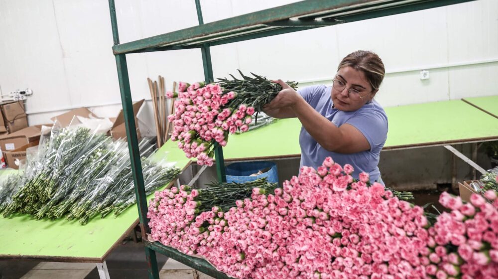 Turska za potrebe sahrane kraljice Velikoj Britaniji isporučuje 1,5 miliona cvetova karanfila 1