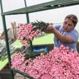 Turska za potrebe sahrane kraljice Velikoj Britaniji isporučuje 1,5 miliona cvetova karanfila 5