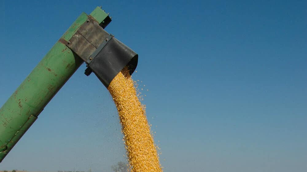 Institut za ratarstvo i povrtarstvo iz Novog Sada: Rod kukuruza upola manji zbog suše 1