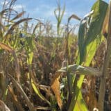 Galetin: Kukuruz i soja podbacili, možda će morati da se uvede neka vrsta “izvozne kontrole” 10
