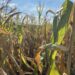 Galetin: Kukuruz i soja podbacili, možda će morati da se uvede neka vrsta “izvozne kontrole” 20